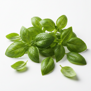 Fresh basil on white background