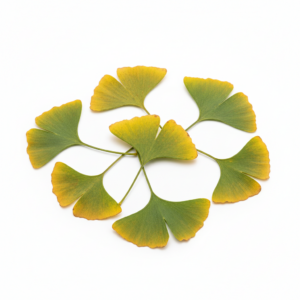 Fresh Ginkgo Biloba on white background