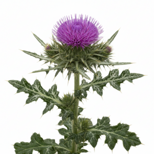 Fresh Milk Thistle on white background