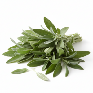 Fresh Sage on white background
